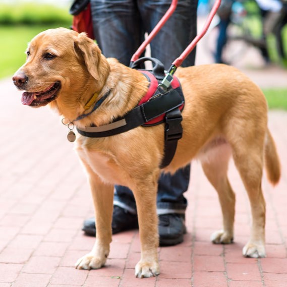 EOC Chairperson urges for increased acceptance of guide dogs